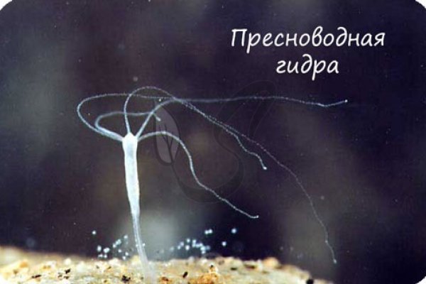 Кракен онион супернет площадка